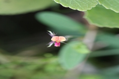 Alysicarpus tetragonolobus